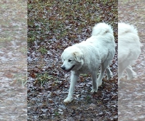 Mother of the Great Pyrenees puppies born on 12/01/2020