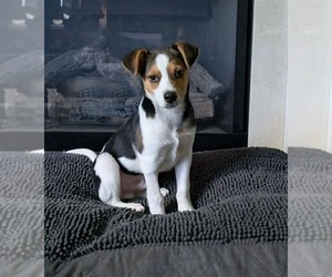 Beagle-Unknown Mix Dogs for adoption in Germantown, OH, USA