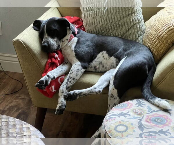Medium Photo #5 Pointer-Unknown Mix Puppy For Sale in Polson, MT, USA