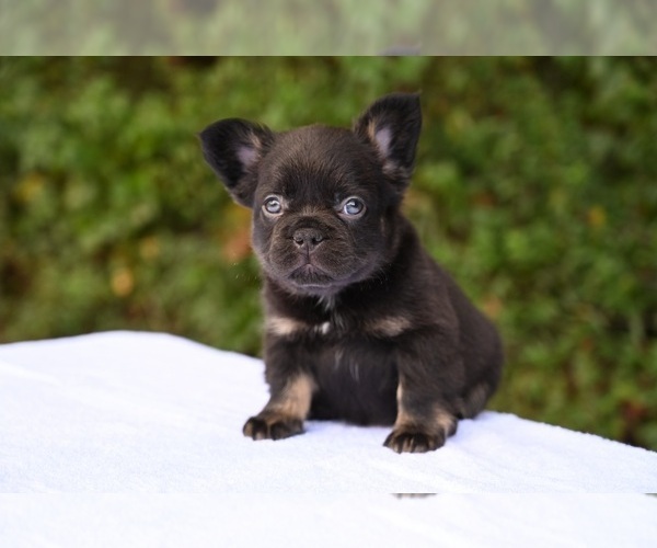 Medium Photo #2 French Bulldog Puppy For Sale in DECATUR, GA, USA