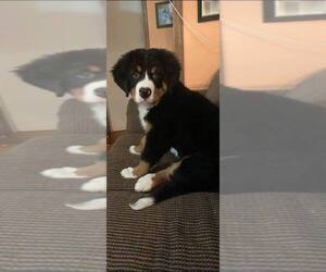 Bernese Mountain Dog Puppy for sale in PIKEVILLE, KY, USA