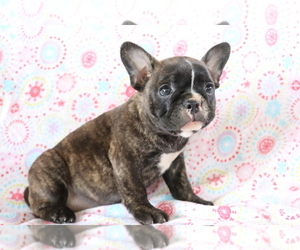 French Bulldog Puppy for sale in SHILOH, OH, USA