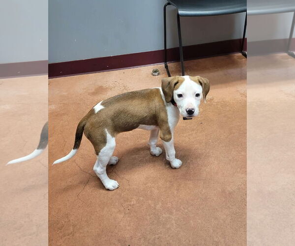 Medium Photo #3 Mutt Puppy For Sale in Spotsylvania, VA, USA