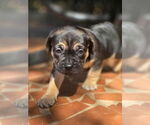 Small #7 American French Bull Terrier