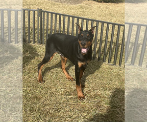 Medium Doberman Pinscher