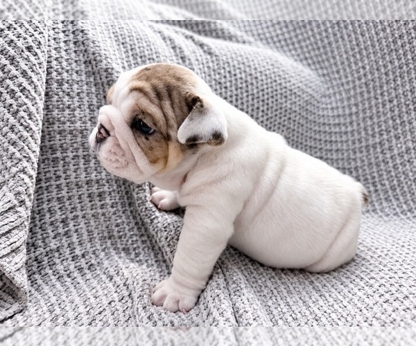 Medium Photo #1 Bulldog Puppy For Sale in HUTCHINSON, KS, USA