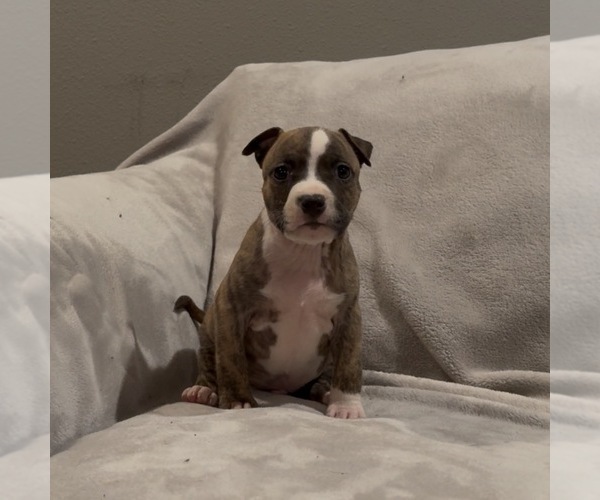 Medium Photo #8 American Staffordshire Terrier Puppy For Sale in VILONIA, AR, USA