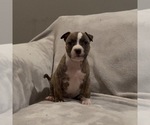 Small #7 American Staffordshire Terrier