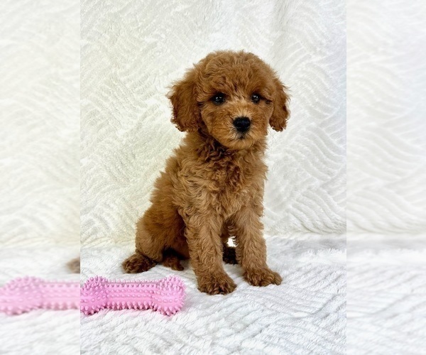 Medium Photo #2 Goldendoodle (Miniature) Puppy For Sale in GREENFIELD, IN, USA