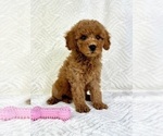 Small #1 Goldendoodle (Miniature)