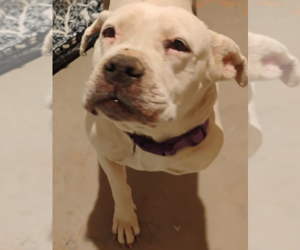 Medium Photo #1 American Bulldog-Staffordshire Bull Terrier Mix Puppy For Sale in Chandler, AZ, USA