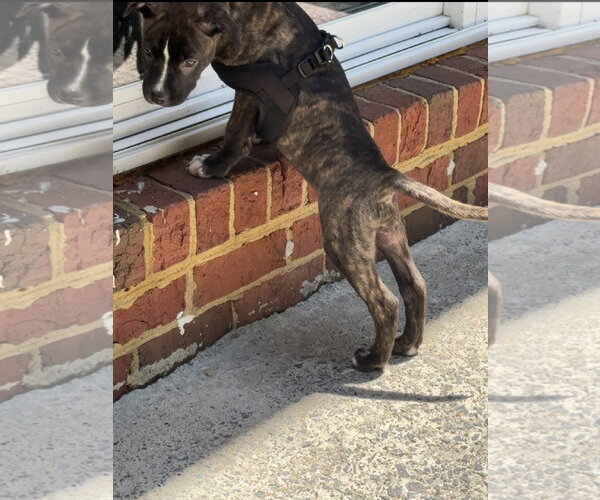 Medium Photo #6 American Staffordshire Terrier-Staffordshire Bull Terrier Mix Puppy For Sale in Holly Springs, NC, USA