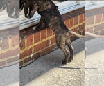 Small #5 American Staffordshire Terrier-Staffordshire Bull Terrier Mix