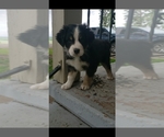 Small Photo #1 Australian Shepherd Puppy For Sale in COVE, OR, USA