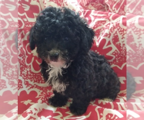 Medium Photo #1 Poodle (Toy) Puppy For Sale in ADKINS, TX, USA