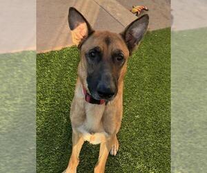 German Shepherd Dog Dogs for adoption in Camarillo, CA, USA