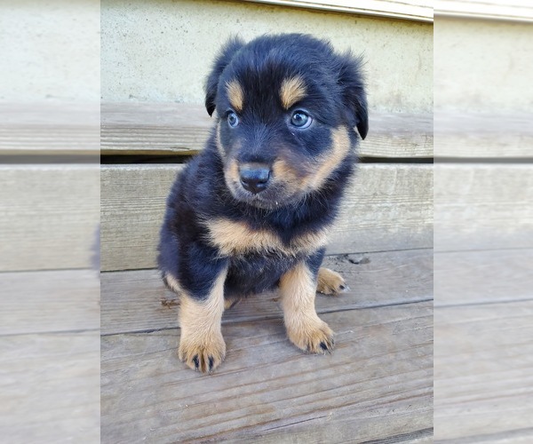 Medium Photo #6 Australian Shepherd Puppy For Sale in RAYMORE, MO, USA