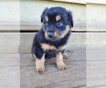 Small Photo #6 Australian Shepherd Puppy For Sale in RAYMORE, MO, USA