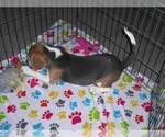 Small #1 Beagle
