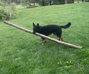 Father of the German Shepherd Dog puppies born on 03/04/2025