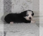 Small #20 Miniature Australian Shepherd