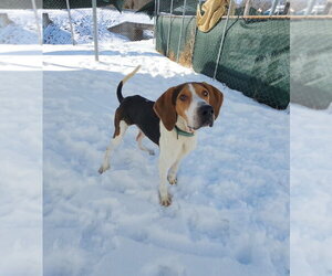 Treeing Walker Coonhound Dogs for adoption in Evansville, IN, USA