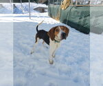 Mallard - Male Treeing Walker Coonhound Dog for Adoption - Small photo