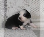 Small #13 Miniature Australian Shepherd