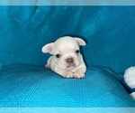 Small #17 French Bulldog