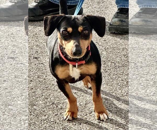 Medium Photo #1 Chiweenie Puppy For Sale in Pittsburgh, PA, USA