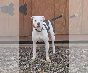 Monteray - Male American Pit Bull Terrier-Unknown Mix Dog for Adoption - Photo #8
