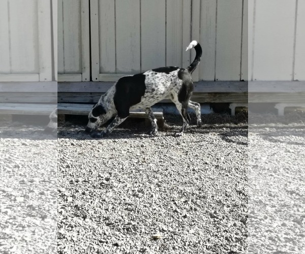 Medium Photo #3 Beagle-Unknown Mix Puppy For Sale in Stover, MO, USA