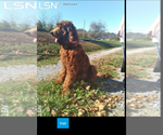 Small Photo #1 Irish Doodle Puppy For Sale in CROSSVILLE, TN, USA