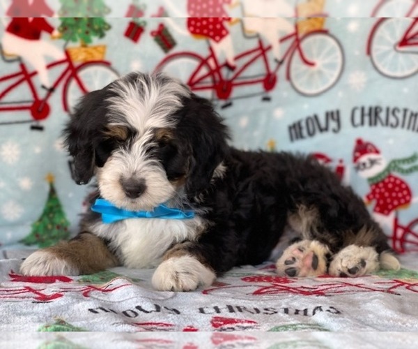 Full screen Photo #2 Bernedoodle (Miniature) Puppy For Sale in LANCASTER, PA, USA