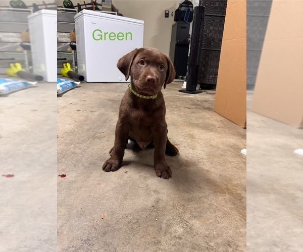 Medium Photo #1 Labrador Retriever Puppy For Sale in CLOVERDALE, VA, USA