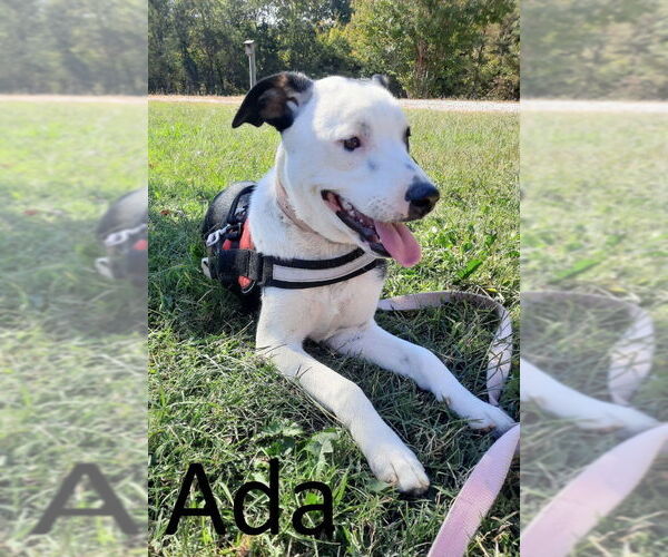 Medium Photo #2 Greater Swiss Mountain Dog-Unknown Mix Puppy For Sale in Mountain View, AR, USA