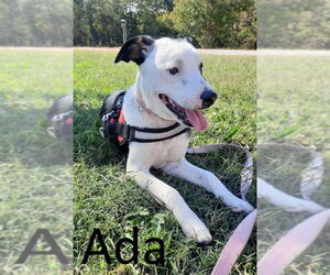 Ada - Female Greater Swiss Mountain Dog-Unknown Mix Dog for Adoption - Photo #2