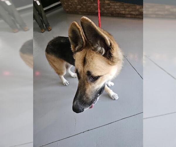 Medium Photo #1 Gerberian Shepsky Puppy For Sale in Temple, TX, USA