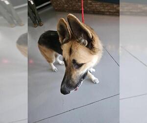 Gerberian Shepsky Dogs for adoption in Temple, TX, USA