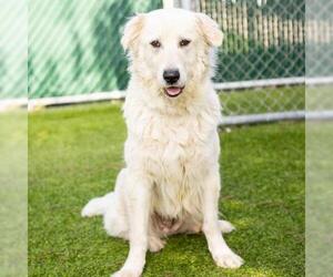 Great Pyrenees Dogs for adoption in Camarillo, CA, USA