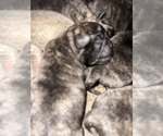 Puppy Puppy 6 Gus Pug