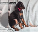 Small #4 Doberman Pinscher