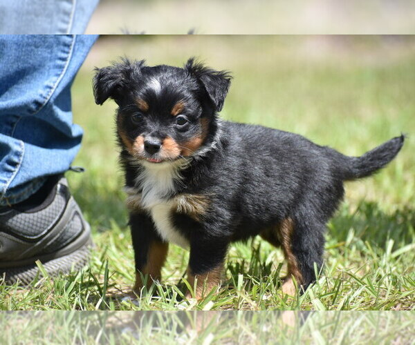 Medium Photo #2 Miniature American Shepherd Puppy For Sale in PALM COAST, FL, USA