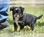 Small #1 Miniature American Shepherd