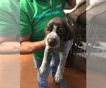 Small Photo #11 German Shorthaired Pointer Puppy For Sale in CORONA, CA, USA