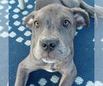 Small Photo #2 Great Dane-Unknown Mix Puppy For Sale in Huntersville, NC, USA