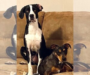 Great Dane-Unknown Mix Dogs for adoption in Bullard, TX, USA