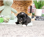 Small #6 Shih Tzu