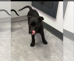 Small #4 German Shepherd Dog Mix