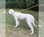 Small #1 Great Pyrenees Mix